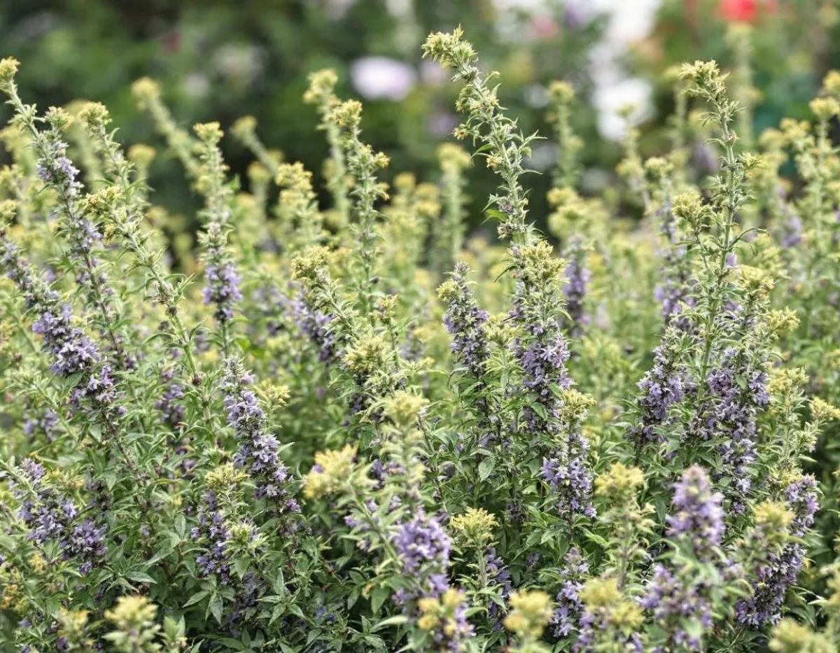 La Réglementation des Points de Vente Physiques de Fleurs de CBD en France : Cadre Juridique et Obligations