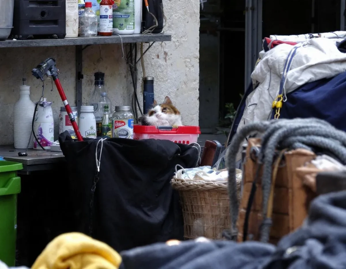 Débarras maison et animaux : cadre juridique et bonnes pratiques pour leur protection
